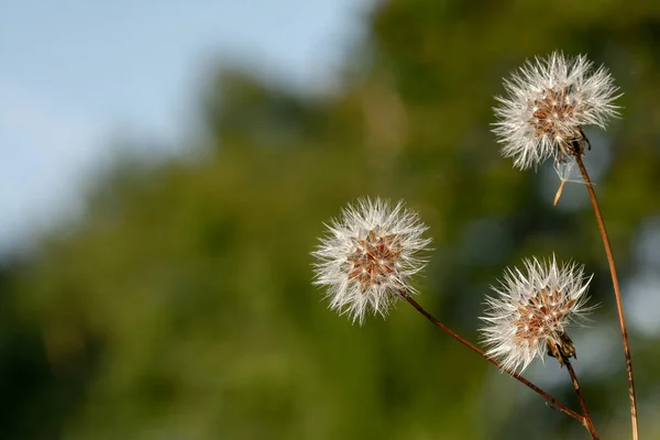 Eine Nahaufnahme Von Löwenzahn Einem Garten Auf Verschwommenem Hintergrund — Stockfoto