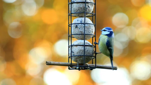 Shallow Focus Shot Eurasian Blue Tit Bird Perched Feeder — Fotografia de Stock