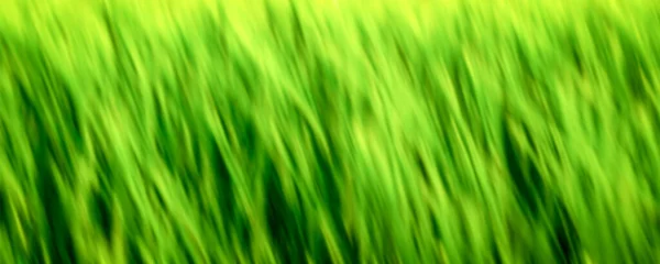 Blurred View Grass Field Sunny Day Perfect Wallpapers — Stock Photo, Image