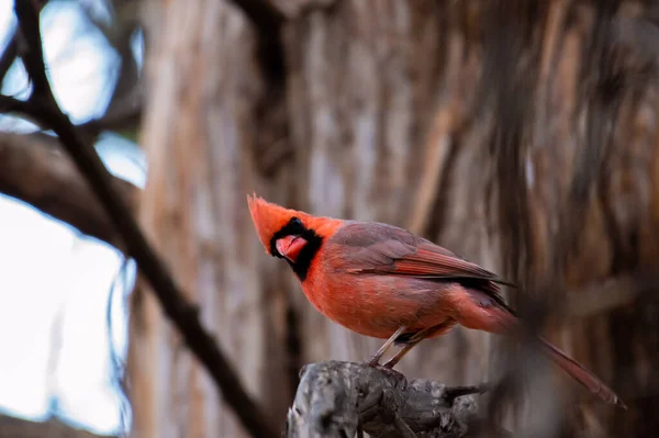 Lovitură Closeup Cardinalului Nord Cocoțat Ramură — Fotografie, imagine de stoc