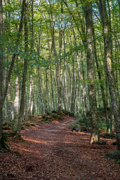 Gros Plan Une Route Dans Une Forêt — Photo