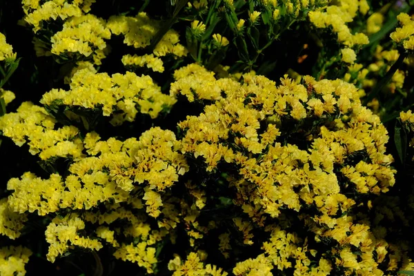 Eine Selektive Fokusaufnahme Eines Blühenden Stufenblatt Meerlavendel Strauches — Stockfoto