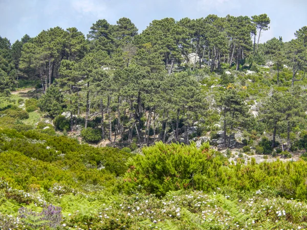 Belo Tiro Uma Floresta Ilha Elba Itália — Fotografia de Stock