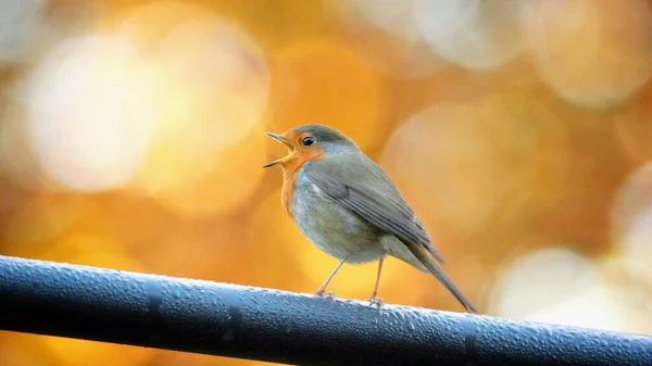 Closeup Shot Robin Redbreast Bird Sitting Branch Singing — Stock Photo, Image