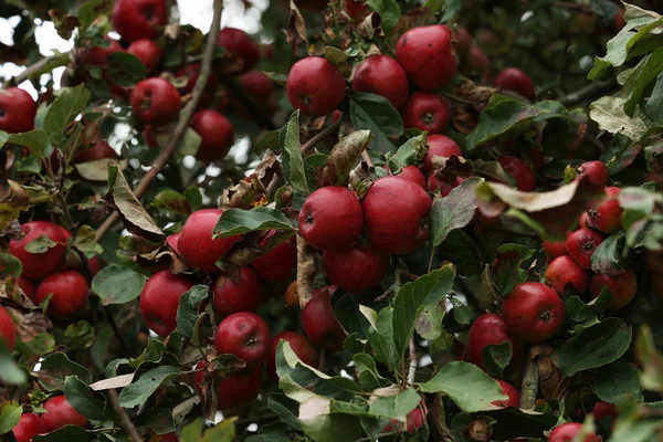 Red Apples Ripen Branches Tree — Stock Photo, Image
