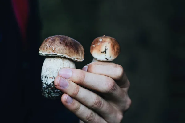 Closeup Shot Man Hand Holding Mushrooms Dark Background — Stock Photo, Image