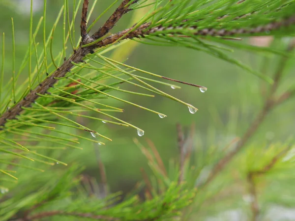 Closeup Shot Raindrops Fir Branches Blurred Green Background — Stock Photo, Image