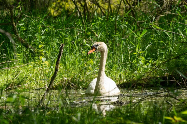 Tiro Perto Cisne Nadando Uma Lagoa — Fotografia de Stock