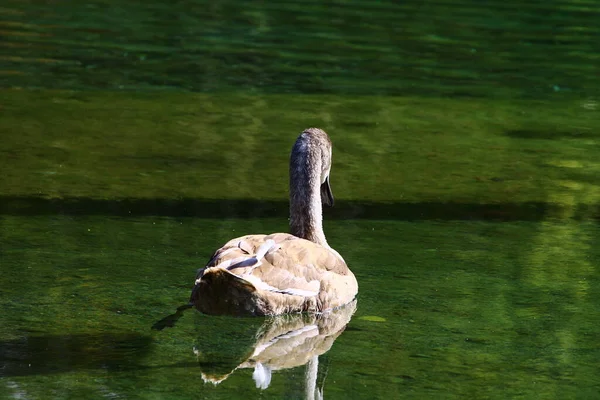 Eine Rückansicht Eines Braunen Schwans Der Einem See Schwimmt Und — Stockfoto
