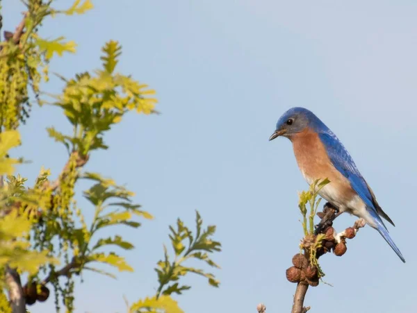 Pássaro Azul Empoleirado Uma Árvore Contra Fundo Azul — Fotografia de Stock