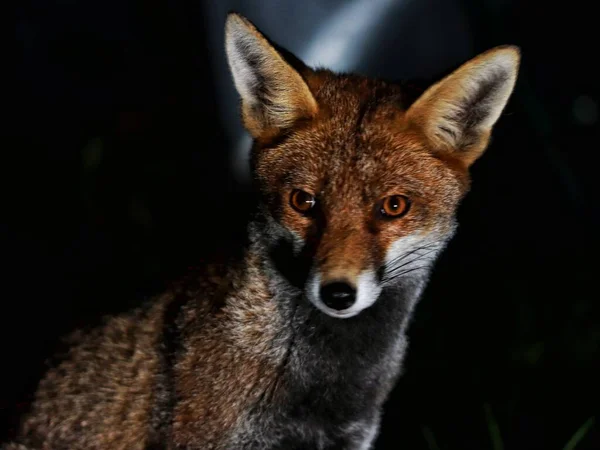 一只美丽的橙色狐狸的特写镜头 凝视着远处 背景暗淡而模糊 — 图库照片