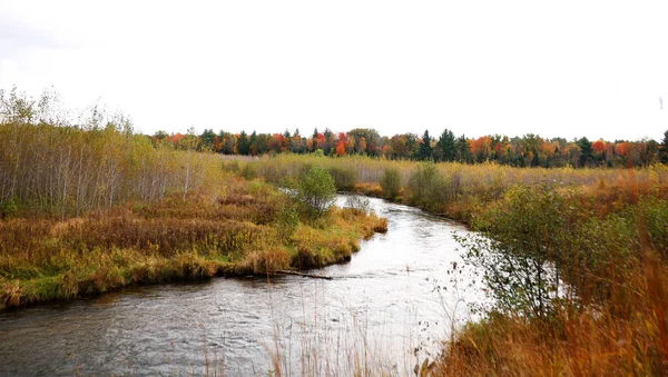 A curving river in a field in fall colors and conifers in the background