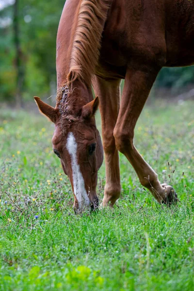 一匹棕色的马在乡间草地上吃草 — 图库照片