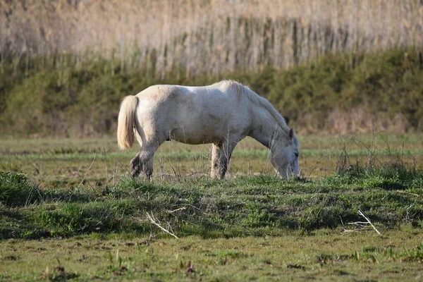 Ein Weißes Pferd Weidet Bei Tageslicht Auf Einem Feld — Stockfoto