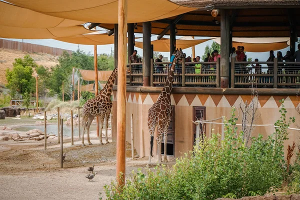 Beautiful Scene People Feeding Giraffes Zoo — Stock Photo, Image