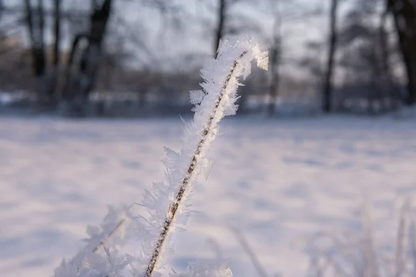 Zbliżenie Ujęcia Zamarzniętego Rowu Krzewowego — Zdjęcie stockowe