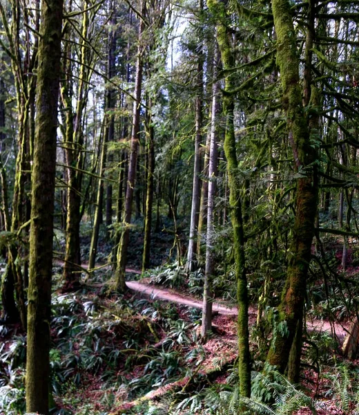 森林中一条被苔藓覆盖的道路的垂直截图 — 图库照片