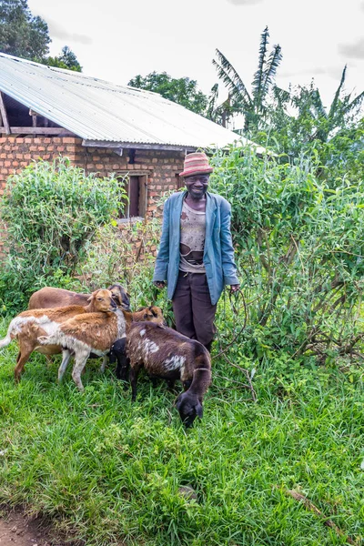 Старый Африканский Человек Козами Уганде — стоковое фото
