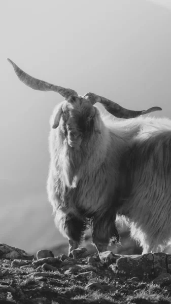Vertical Grayscale Shot Mountain Goat — Stock Photo, Image