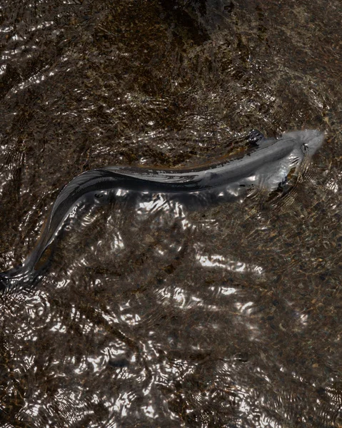 Una Anguila Aleta Larga Nueva Zelanda — Foto de Stock