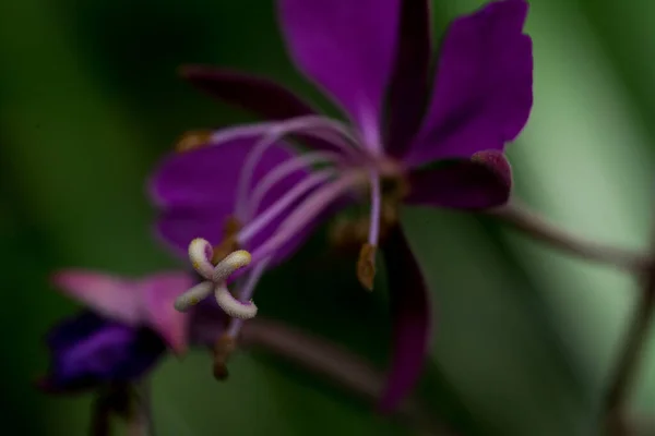 Primer Plano Una Flor Jardín —  Fotos de Stock