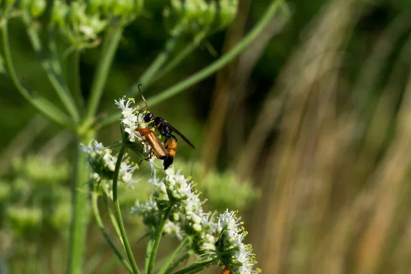 Egy Közeli Kép Egy Darázs Méhről Amint Virágport Vesz Homályos — Stock Fotó