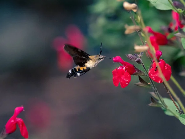 Focus Sélectif Maile Pilau Hornworm Volant Près Des Fleurs Rouges — Photo