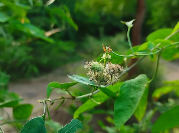 Ein Schöner Schuss Indian Village Forest Plant Baum Und Blumen — Stockfoto