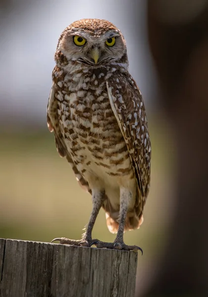 Vertical Shot Owl Looking Straight Camera — Stock Photo, Image