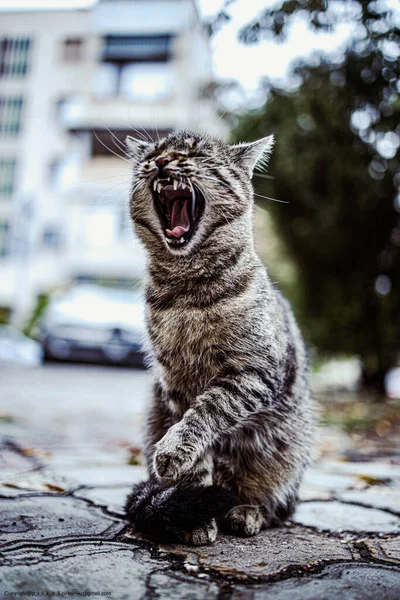 Vertical Closeup Cat Yawning Streets — Stock Photo, Image