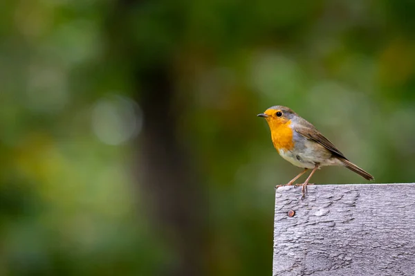 Een Veelkleurig Roodborstje Een Wazige Achtergrond — Stockfoto