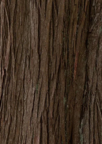 木の幹の背景のクローズアップショット — ストック写真