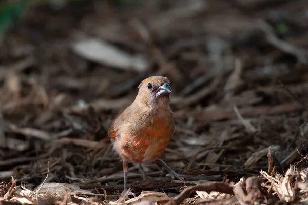 Closeup Shot Northern Cardinal Perched Ground — Stock Photo, Image