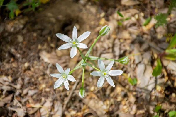 Tiro Foco Seletivo Estrela Jardim Flores Belém Jardim — Fotografia de Stock