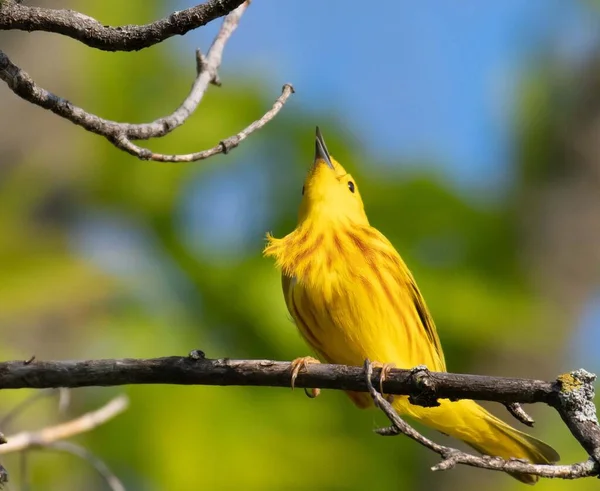 Een Close Shot Van Een Amerikaanse Gele Warbler Neergestreken Een — Stockfoto