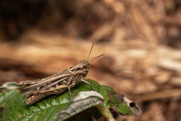 Closeup Grasshopper Plant Forest — Stock Photo, Image