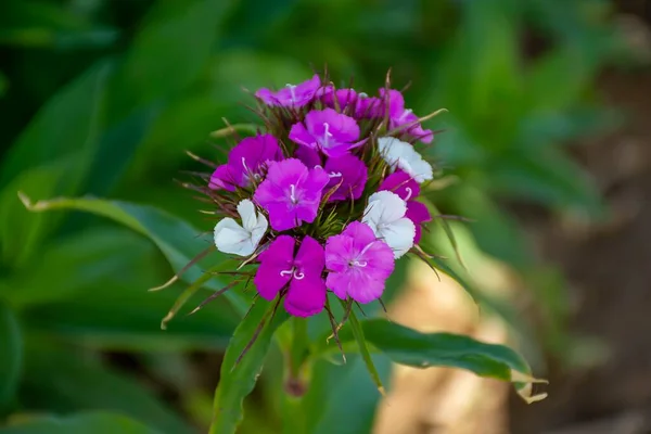 一张紫色花朵的美丽照片 — 图库照片