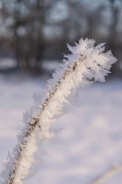 凍った低木の枝の垂直クローズアップショット — ストック写真