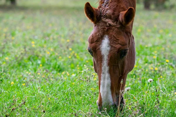 牧草地の茶色の馬の放牧草の閉鎖 — ストック写真