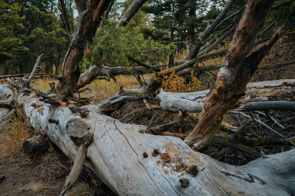 一个干枯的树干掉在地上的特写镜头 — 图库照片