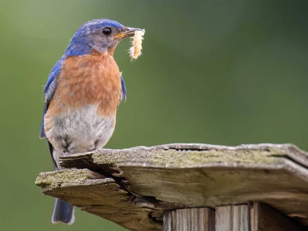 Primo Piano Uccello Azzurro Con Verme Nel Becco Appollaiato Legno — Foto Stock