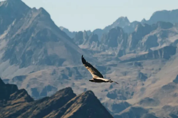 Величественный Ястреб Летящий Высоко Над Скалистыми Горами Рассвете — стоковое фото