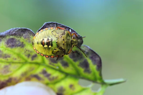 Primer Plano Vibrante Escarabajo Hojas Verdes Pie Sobre Una Hoja — Foto de Stock