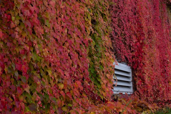 Воздухоотвод Покрыт Осенним Цветным Плющом Стене — стоковое фото