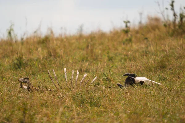 An anteater in a field in Kenya