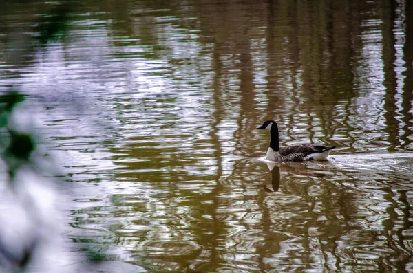 Ganso Solitario Flotando Lago Tranquilo Con Reflejo Del Cielo Árboles — Foto de Stock