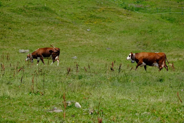 A group of cows on the hill covered in greenery