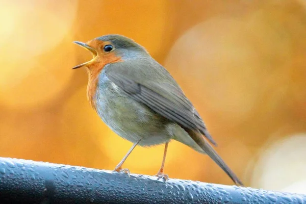 一只知更鸟坐在树枝上唱歌的特写镜头 — 图库照片