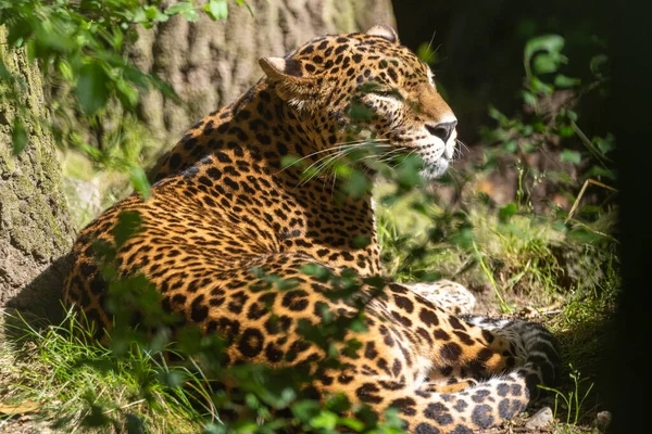 Ein Sri Lankischer Leopard Der Wildnis — Stockfoto