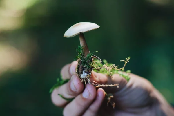 Closeup Shot Man Hand Holding Mushroom Bokeh Lights Background — Stock Photo, Image